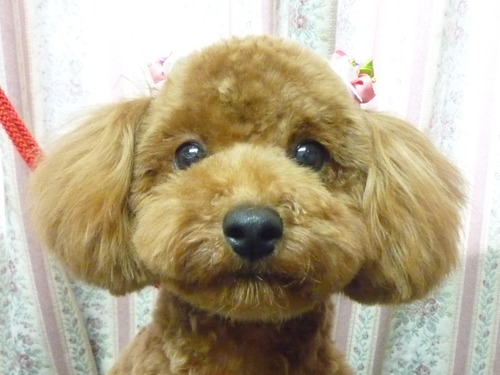 http://pet.e6.valueserver.jp/blog/P1050397.jpg