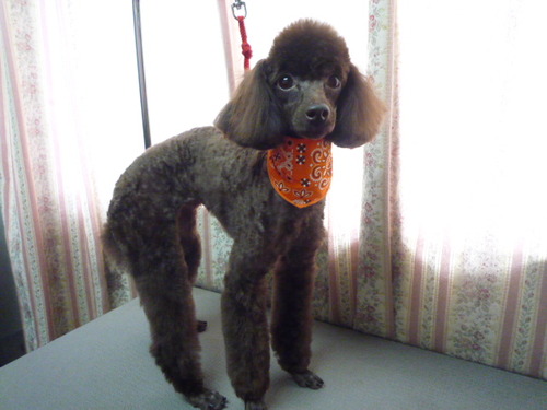 http://pet.e6.valueserver.jp/blog/P1050418.jpg