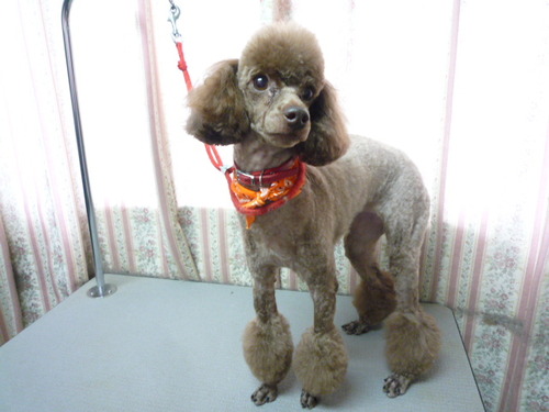 http://pet.e6.valueserver.jp/blog/P1050420.jpg