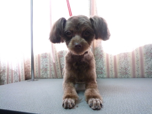 http://pet.e6.valueserver.jp/blog/P1050460.jpg