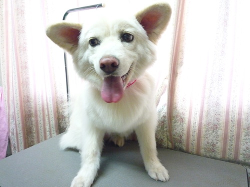 http://pet.e6.valueserver.jp/blog/P1050485.jpg