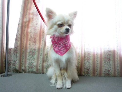 http://pet.e6.valueserver.jp/blog/P1050508.jpg