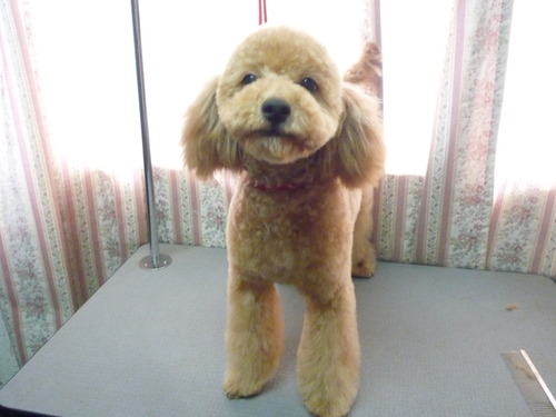 http://pet.e6.valueserver.jp/blog/P1050537.jpg