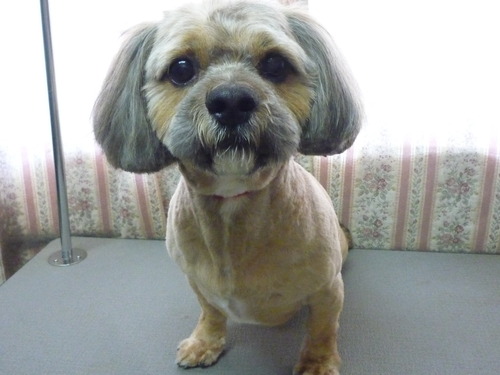 http://pet.e6.valueserver.jp/blog/P1050542.jpg