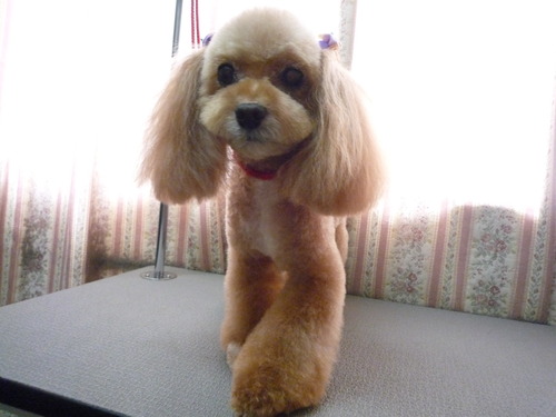 http://pet.e6.valueserver.jp/blog/P1050549.jpg