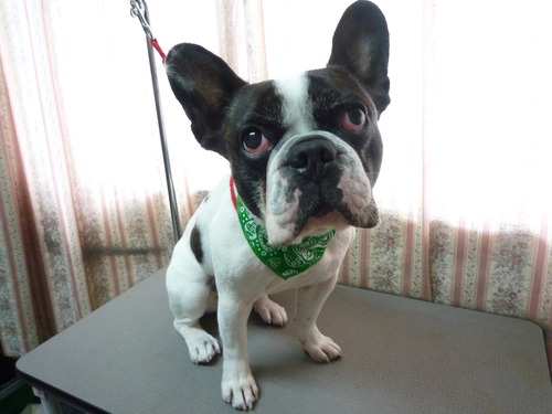 http://pet.e6.valueserver.jp/blog/P1050554.jpg