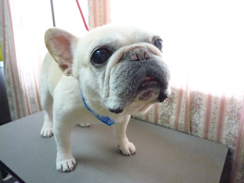 http://pet.e6.valueserver.jp/blog/P1050555.jpg
