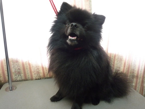 http://pet.e6.valueserver.jp/blog/P1050557.jpg