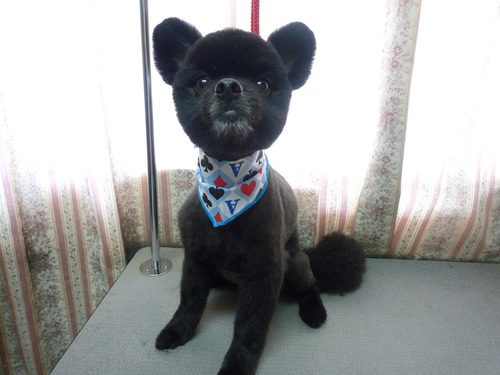 http://pet.e6.valueserver.jp/blog/P1050558.jpg