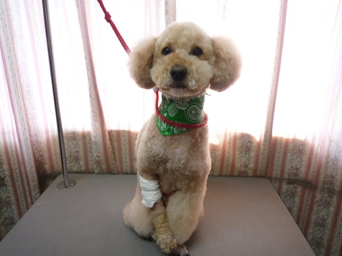 http://pet.e6.valueserver.jp/blog/P1050562.jpg