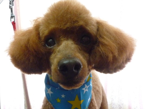 http://pet.e6.valueserver.jp/blog/P1050569.jpg
