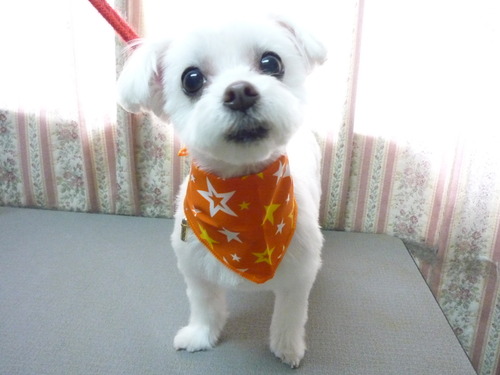 http://pet.e6.valueserver.jp/blog/P1050579.jpg