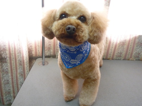 http://pet.e6.valueserver.jp/blog/P1050582.jpg