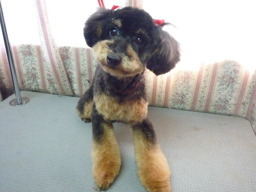 http://pet.e6.valueserver.jp/blog/P1050596.jpg