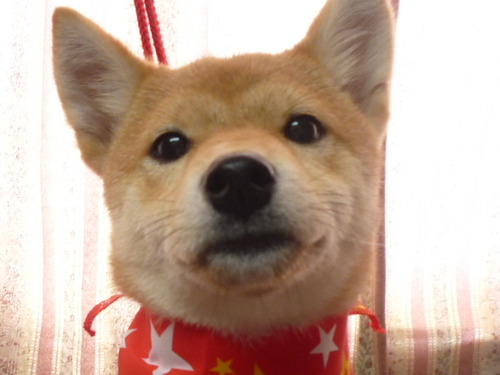 http://pet.e6.valueserver.jp/blog/P1050618.jpg