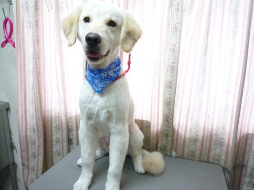 http://pet.e6.valueserver.jp/blog/P1050628.jpg