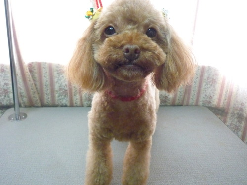 http://pet.e6.valueserver.jp/blog/P1050631.jpg