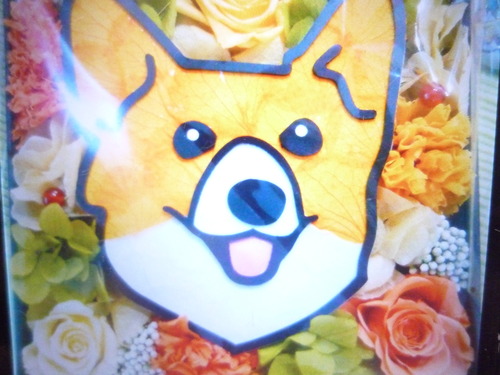 http://pet.e6.valueserver.jp/blog/P1050632.jpg