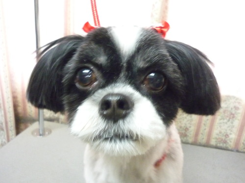 http://pet.e6.valueserver.jp/blog/P1050638.jpg