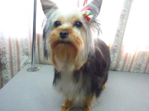 http://pet.e6.valueserver.jp/blog/P1050655.jpg