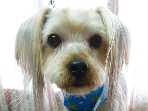 http://pet.e6.valueserver.jp/blog/P1050659.jpg