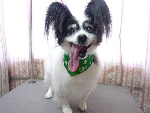 http://pet.e6.valueserver.jp/blog/P1050711.jpg