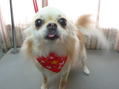 http://pet.e6.valueserver.jp/blog/P1050717.jpg