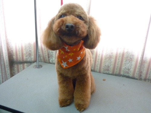 http://pet.e6.valueserver.jp/blog/P1050727.jpg