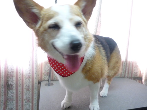 http://pet.e6.valueserver.jp/blog/P1050733.jpg