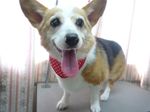http://pet.e6.valueserver.jp/blog/P1050734.jpg