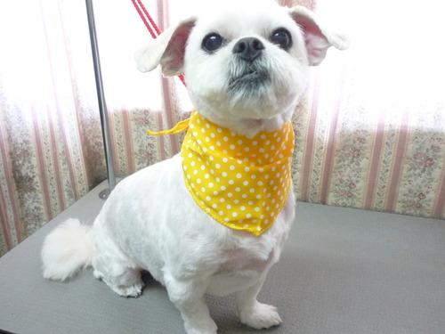 http://pet.e6.valueserver.jp/blog/P1050737.jpg