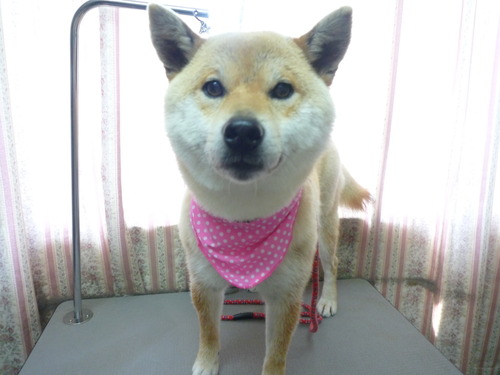 http://pet.e6.valueserver.jp/blog/P1050738.jpg