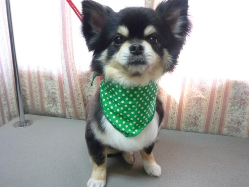 http://pet.e6.valueserver.jp/blog/P1050743.jpg