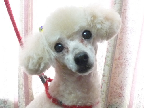 http://pet.e6.valueserver.jp/blog/P1050748.jpg