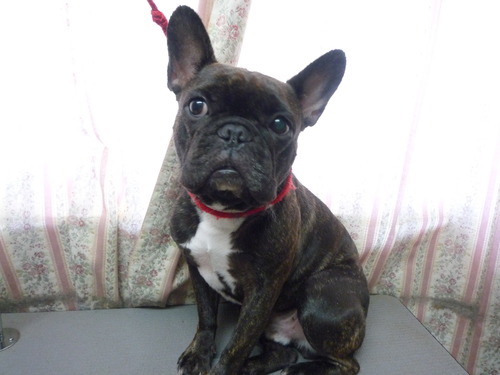 http://pet.e6.valueserver.jp/blog/P1050749.jpg