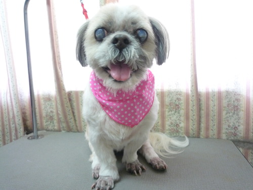 http://pet.e6.valueserver.jp/blog/P1050755.jpg