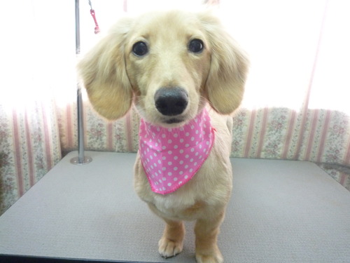 http://pet.e6.valueserver.jp/blog/P1050765.jpg