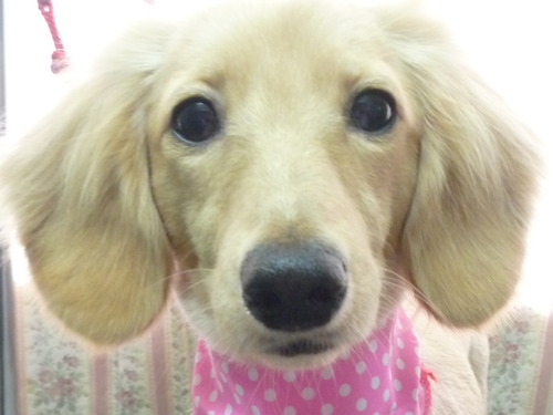 http://pet.e6.valueserver.jp/blog/P1050767.jpg