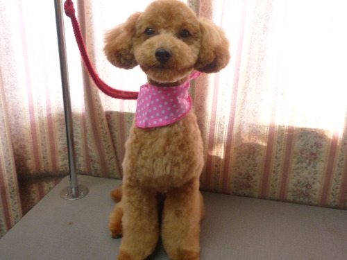 http://pet.e6.valueserver.jp/blog/P1050812.jpg