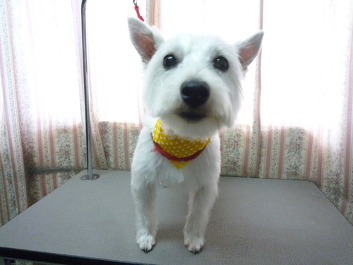 http://pet.e6.valueserver.jp/blog/P1050825.jpg