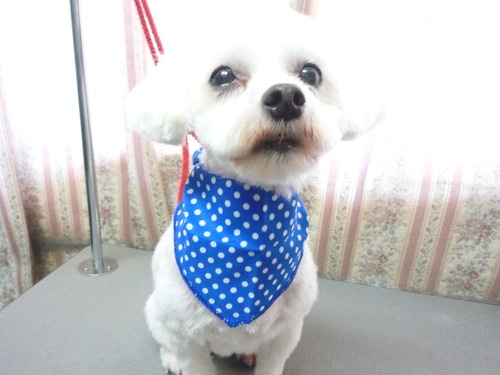 http://pet.e6.valueserver.jp/blog/P1050826.jpg