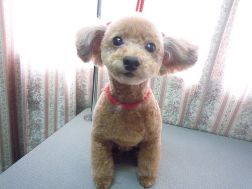http://pet.e6.valueserver.jp/blog/P1050832.jpg