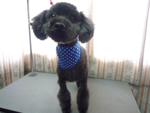 http://pet.e6.valueserver.jp/blog/P1050834.jpg