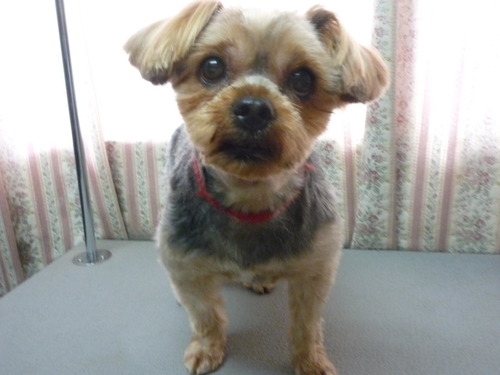 http://pet.e6.valueserver.jp/blog/P1050836.jpg