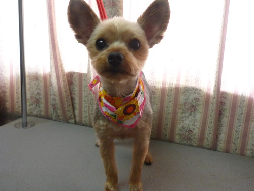 http://pet.e6.valueserver.jp/blog/P1050844.jpg
