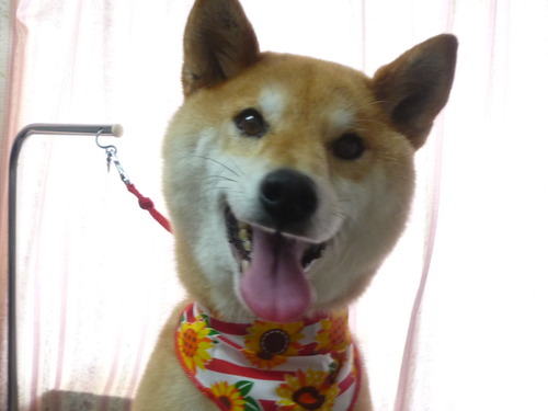 http://pet.e6.valueserver.jp/blog/P1050850.jpg