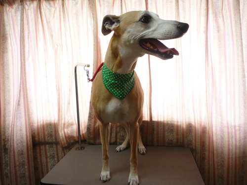 http://pet.e6.valueserver.jp/blog/P1050864.jpg
