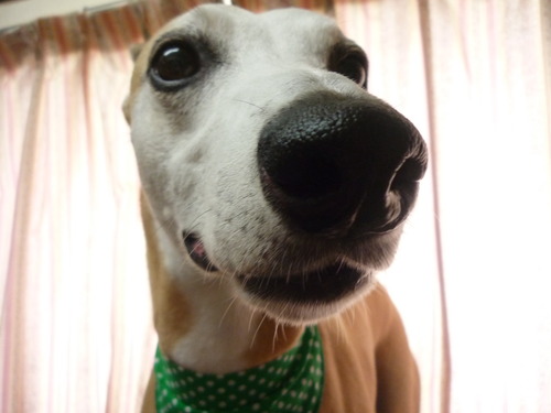 http://pet.e6.valueserver.jp/blog/P1050866.jpg