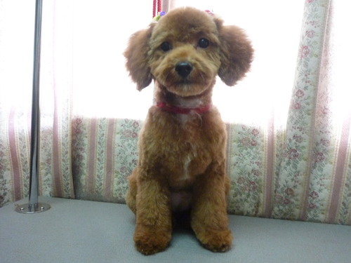 http://pet.e6.valueserver.jp/blog/P1050878.jpg