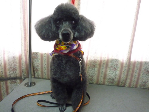 http://pet.e6.valueserver.jp/blog/P1050882.jpg